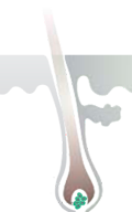 Parusan