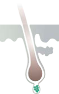 Parusan